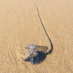 Noosa National Park - I try not to touch those