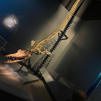 Field Museum - Museums Near Me - Chicago, Illinois
