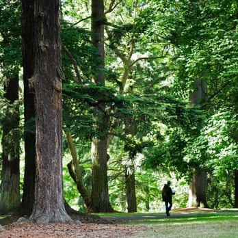 Laurelhurst Park - Just steps away from a busy road, curving paths and a tree canopy make you forget where you are - Parks Near Me - Portland, Oregon Laurelhurst Park - Just steps away from a busy road, curving paths and a tree canopy make you forget where you are - Parks Near Me - Portland, Oregon