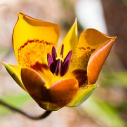 Botanic Garden - Another pretty flower I came across.