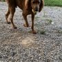 Photo of Lolly’s Lucky Leash Dog Boarding