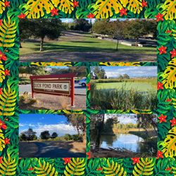 Duck Pond Park - Montage of images from Duck Pond Park