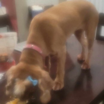 Doggie Spa - complete shaved WHY? - Pet Groomers Near Me - Corona, California