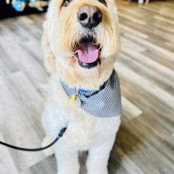 Floof Pet Grooming - My fluffy marshmallow: Baci! - Pet Groomers Near Me - Seattle, Washington
