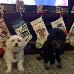 Happy dogs Happy dogs