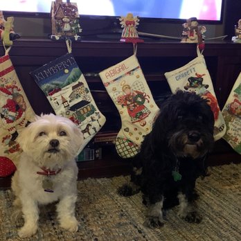 Texas Ruff House - Happy dogs - Pet Sitting Near Me Texas Ruff House - Happy dogs - Pet Sitting Near Me