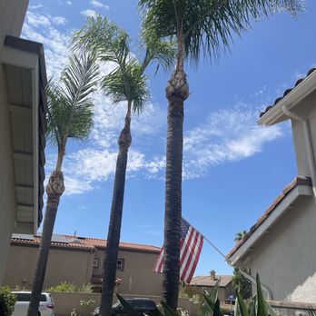 Zamora Tree Services - Tall Palm Tree - Tree Services Near Me