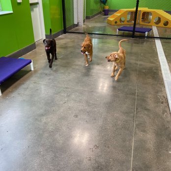 City Bark Thornton - Pet Boarding Near Me - Thornton, Colorado City Bark Thornton - Pet Boarding Near Me - Thornton, Colorado