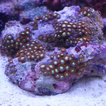 Coral Connection - Pet Stores Near Me - Sarasota, Florida Coral Connection - Pet Stores Near Me - Sarasota, Florida