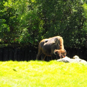 Montgomery Zoo - Bison - Zoos Near Me - Montgomery, Alabama