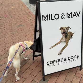 Milo & Mav - Coffee & Tea Near Me - Washington, DC, District of Columbia Milo & Mav - Coffee & Tea Near Me - Washington, DC, District of Columbia