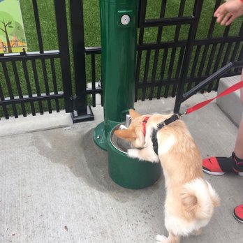 Pet Food Express - Bailey's gonna be a regular customer--mostly because of this cool water fountain (the boy is a water-guzzler). - Pet Stores Near Me - Glendale, California