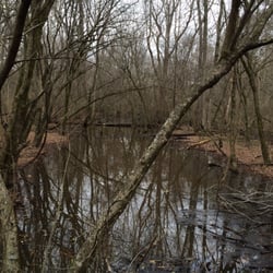 Yazoo National Wildlife - Swamp