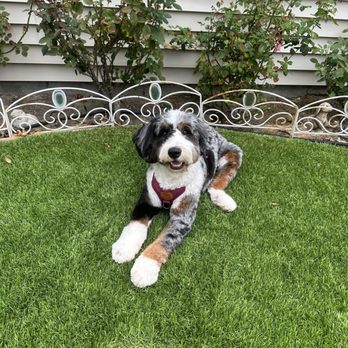 Mobile Dog Grooming - My pup after a grooming! - Pet Groomers Near Me - Irvine, California Mobile Dog Grooming - My pup after a grooming! - Pet Groomers Near Me - Irvine, California
