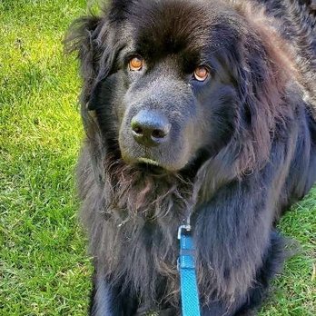 BeLoved Pet Sitting - Pet Sitting Near Me - San Diego, California