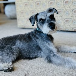 Rose Lane Schnauzers - Our now 7 year old pup, Pierre!