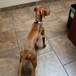 Healing Care Animal Hospital - Patiently waiting to see the vet. They will be pleased with her weight gain!