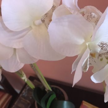 Universal Day Spa & Massage - Lovely live white orchids - Massage Near Me - Orlando, Florida Universal Day Spa & Massage - Lovely live white orchids - Massage Near Me - Orlando, Florida