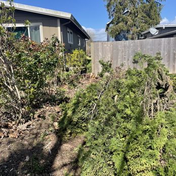 Good Thyme Landscapes - Trees removed- Good Thyme hauled everything away and cleaned up - Landscaping Near Me