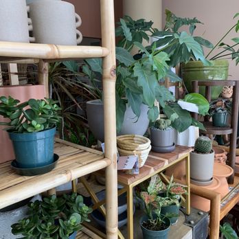 Ginger13 - Plants - Jewelry Near Me - Honolulu, Hawaii