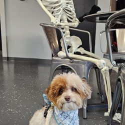 Kindred Spirit Brewing - Printz and Skele!