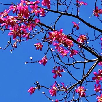 Will Rogers Memorial Park - Bauhinia variegata aka Orchid tree with flowers that resemble orchids - Parks Near Me - Beverly Hills, California Will Rogers Memorial Park - Bauhinia variegata aka Orchid tree with flowers that resemble orchids - Parks Near Me - Beverly Hills, California