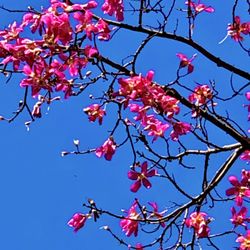 Will Rogers Memorial Park - Bauhinia variegata aka Orchid tree with flowers that resemble orchids