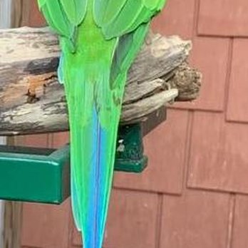 Pet's Rest Cemetery and Crematory - This is Kihei My male Derbyan Parakeet - Pet Cremation Services Near Me - Colma, California Pet's Rest Cemetery and Crematory - This is Kihei My male Derbyan Parakeet - Pet Cremation Services Near Me - Colma, California