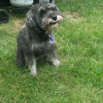 DogDays - Rudy,
Bexley - Dog Walkers Near Me - Westerville, Ohio DogDays - Rudy,
Bexley - Dog Walkers Near Me - Westerville, Ohio