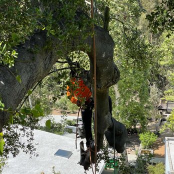 Tree Doctor - Difficult Tree Removal Experts
Advanced rigging and expert climbing for high-risk tree removals near roofs and structures. Fully insured. - Tree Services Near Me Tree Doctor - Difficult Tree Removal Experts
Advanced rigging and expert climbing for high-risk tree removals near roofs and structures. Fully insured. - Tree Services Near Me