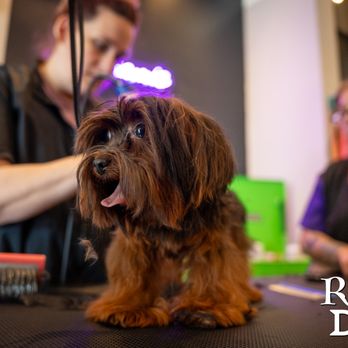 Rock Dog - Pet Groomers Near Me - Little Rock, Arkansas Rock Dog - Pet Groomers Near Me - Little Rock, Arkansas