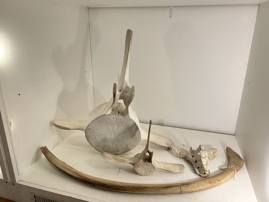 George B. Dorr Museum of Natural History by null