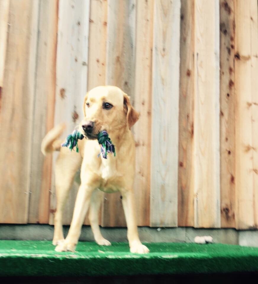 CANYONWYCK KENNELS Updated October 2024 44 Photos & 38 Reviews