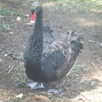 Honolulu Zoo - Zoos Near Me - Honolulu, Hawaii