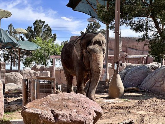 El Paso Zoo and Botanical Gardens by null
