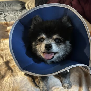 Evolution Veterinary Specialty and Emergency Hospital - Gizmo post-procedure. It's the first time he's smiled since his injury, even if he's a little dopey. - Veterinarians Near Me - Lakewood, Colorado
