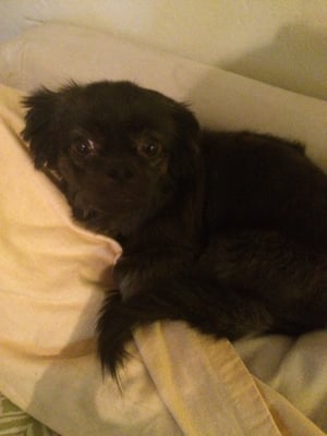 DESLY'S PET GROOMING by null