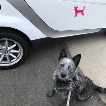 Fancy Tails - Dasher loves going on his daily walks with Tracy when we are out of town!! - Dog Walkers Near Me - Hermosa Beach, California Fancy Tails - Dasher loves going on his daily walks with Tracy when we are out of town!! - Dog Walkers Near Me - Hermosa Beach, California