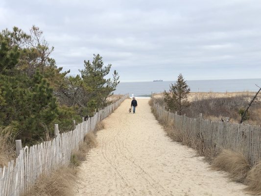 Cape Henlopen State Park by null