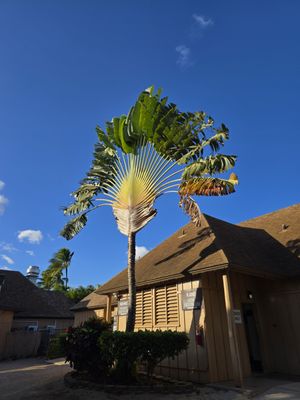Paradise Cove Luau by null