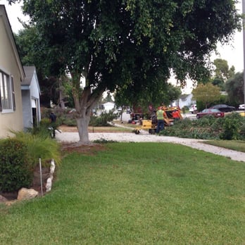 Tony's BC Tree Service - Tree Services Near Me - Orange, California Tony's BC Tree Service - Tree Services Near Me - Orange, California