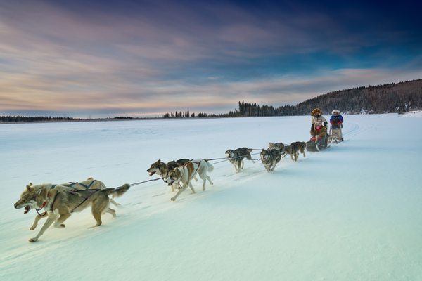 Alaska Homestead Adventures by null