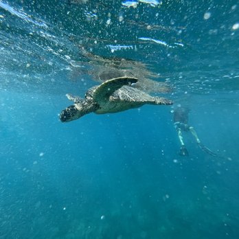 Zephyr Maui - Snorkeling Near Me - Kihei, Hawaii Zephyr Maui - Snorkeling Near Me - Kihei, Hawaii