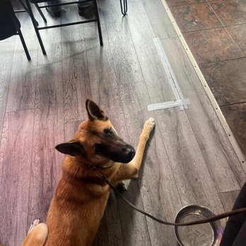 Elevated Canine Academy - Inside at a local restaurant / bar that allows dogs - Pet Training Near Me