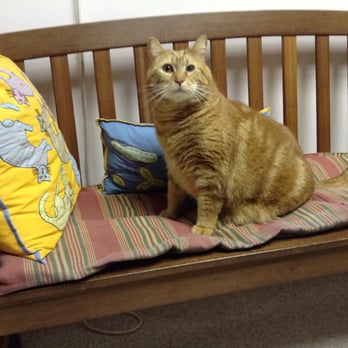 Feline Veterinary Hospital - My name is Madeye and I am one of the resident cats here. - Veterinarians Near Me - Port Washington, New York Feline Veterinary Hospital - My name is Madeye and I am one of the resident cats here. - Veterinarians Near Me - Port Washington, New York
