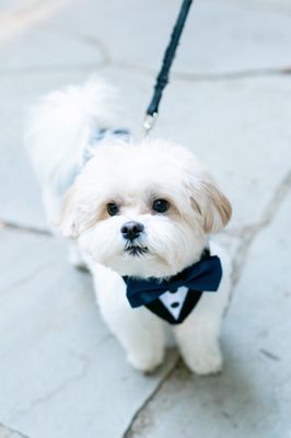 boy maltese haircuts