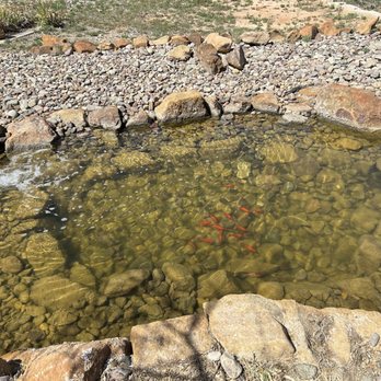 Sibley Nature Center - These are fish in the pond in the garden! - Parks Near Me - Midland, Texas