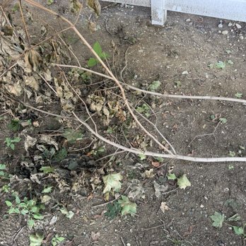 KPG Maintenance - They also cut my tree without my permission - Fences & Gates Near Me - Sudbury, Massachusetts KPG Maintenance - They also cut my tree without my permission - Fences & Gates Near Me - Sudbury, Massachusetts