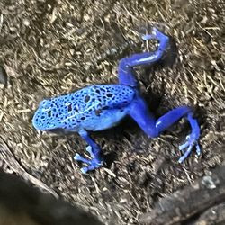 Potawatomi Zoological Society - Posion Dart Frog in Blue