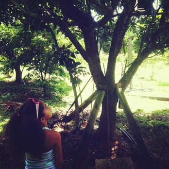 Fresh Gardens - The tree that survived 4 hurricanes - Food Tours Near Me - Homestead, Florida Fresh Gardens - The tree that survived 4 hurricanes - Food Tours Near Me - Homestead, Florida